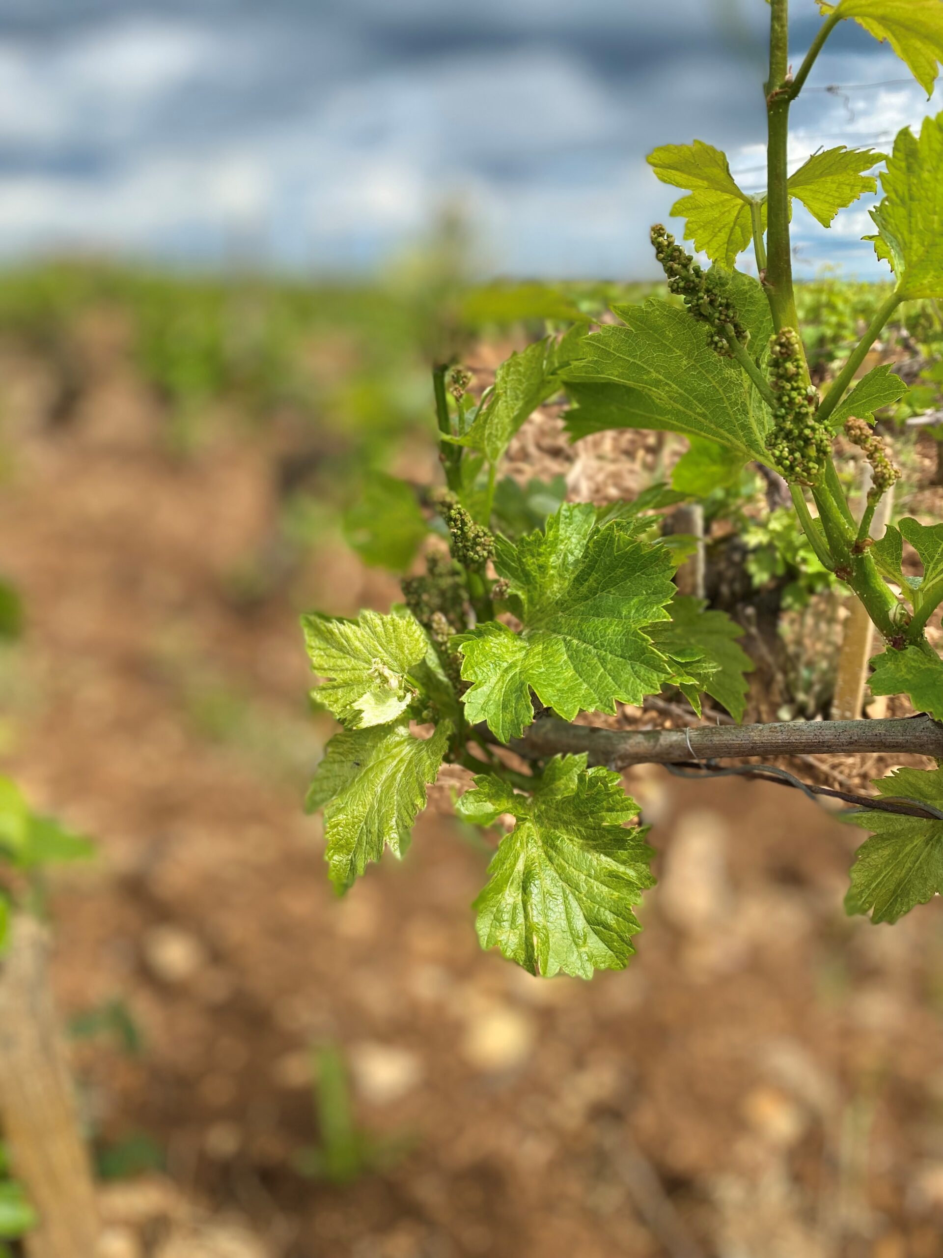 Wijncursus SDEN 2 Wijnoorkoorde