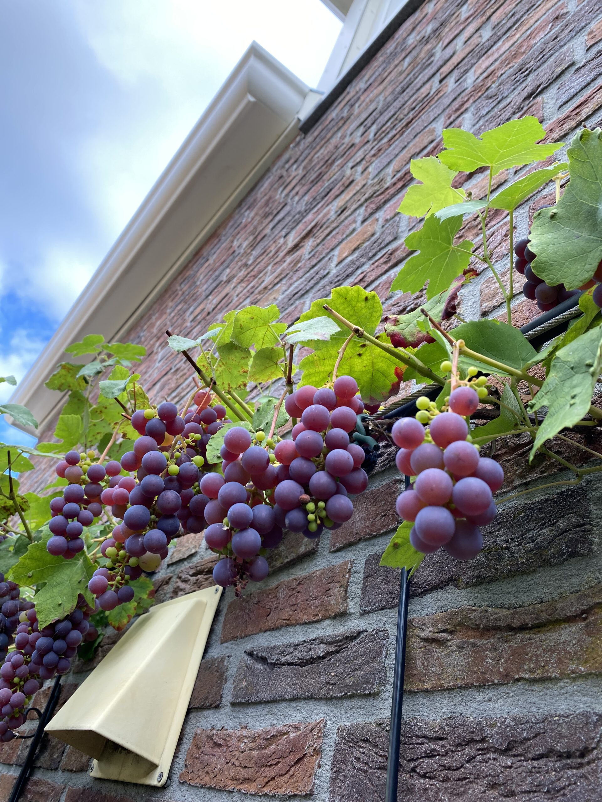 Wijncursus SDEN 1 wijnvignet